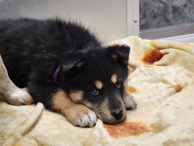 Augustus Gloop - Male - Nonspecific