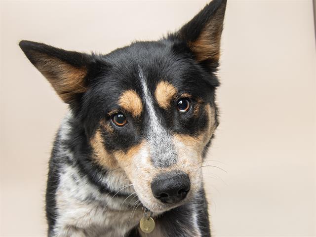 Violet Beauregarde - Female - Australian Cattle Dog-Siberian Husky