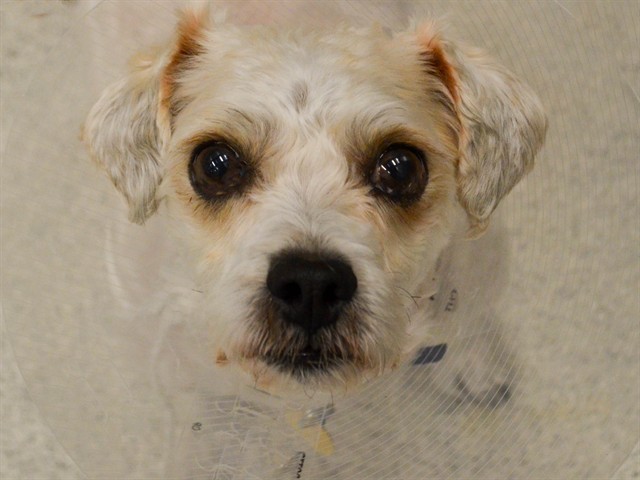 Milo - Male - Miniature Poodle-Mix