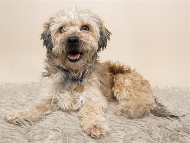Benji - Male - Miniature Poodle-Mix