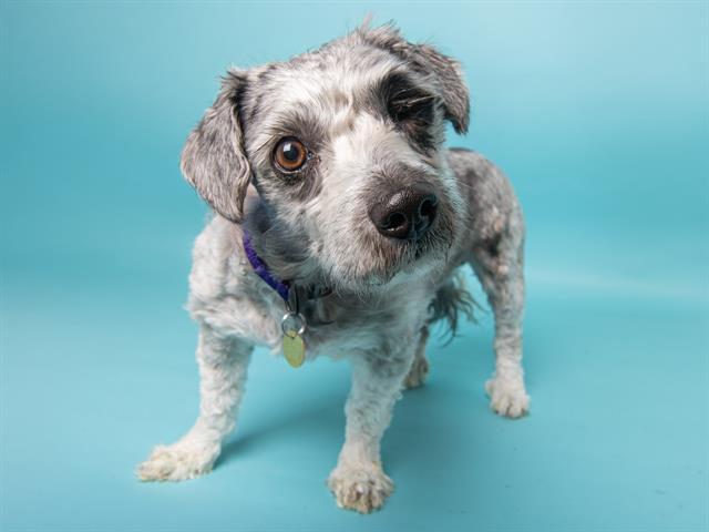 Togo - Male - Miniature Poodle-Mix