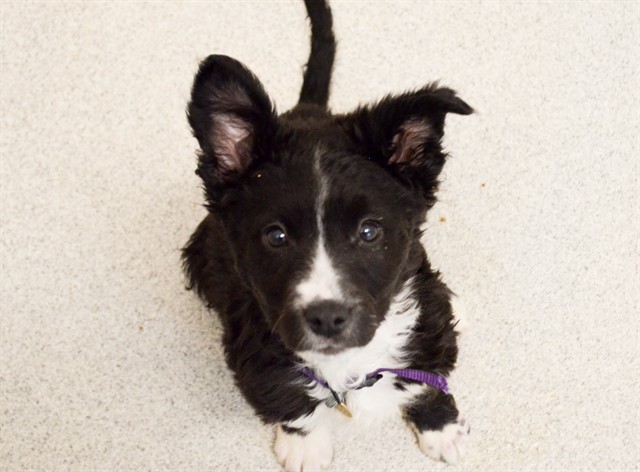 Jake - Male - Nonspecific