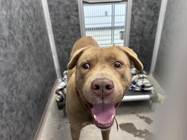 Wonka - Male - Nonspecific