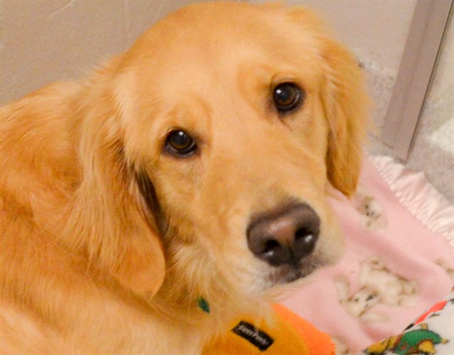 Sadie Harper - Female - Golden Retriever
