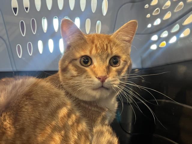  - Male - Domestic SH