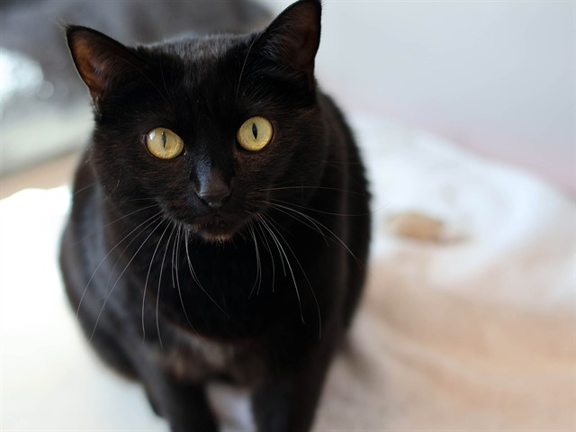 Xena - Female - Domestic SH