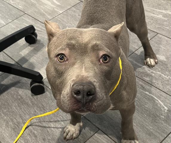 Veronica - Female - Pit Bull