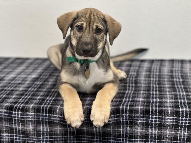 Cindy Vortex - Female - Siberian Husky-Alaskan Malamute