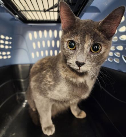  - Female - Domestic SH