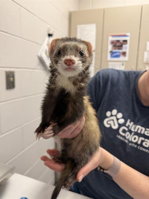  - Female - Ferret