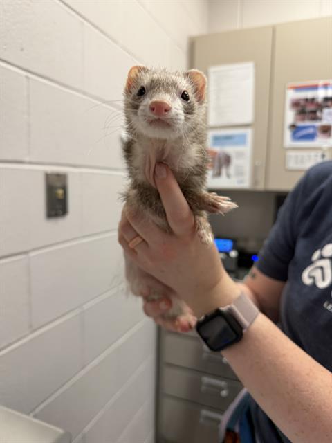  - Female - Ferret