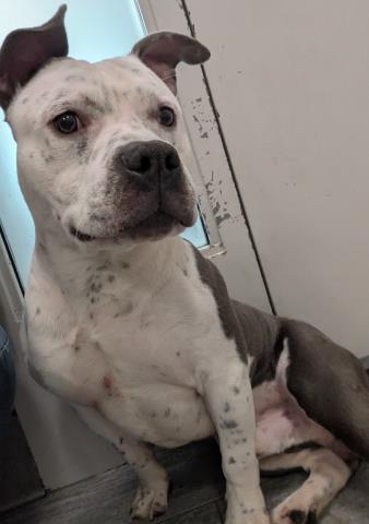  - Male - Pit Bull-Mix