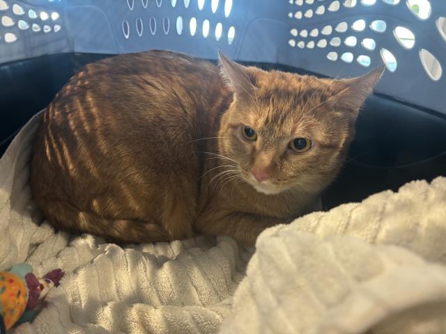 Tiger - Male - Domestic SH