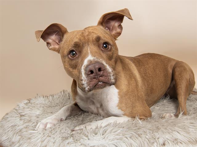 Max - Male - Pit Bull-Mix
