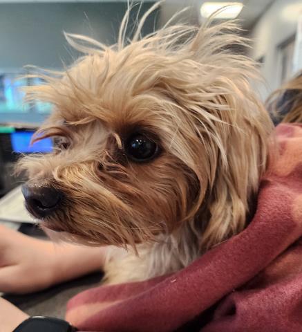 Boo - Female - Yorkshire Terrier-Mix