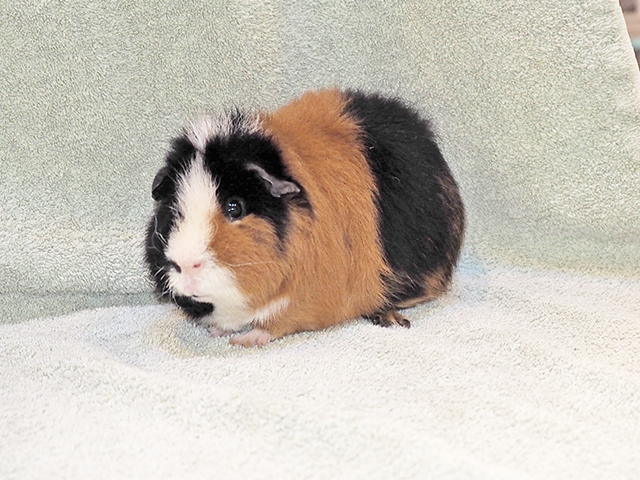 Theodore - Male - Guinea Pig