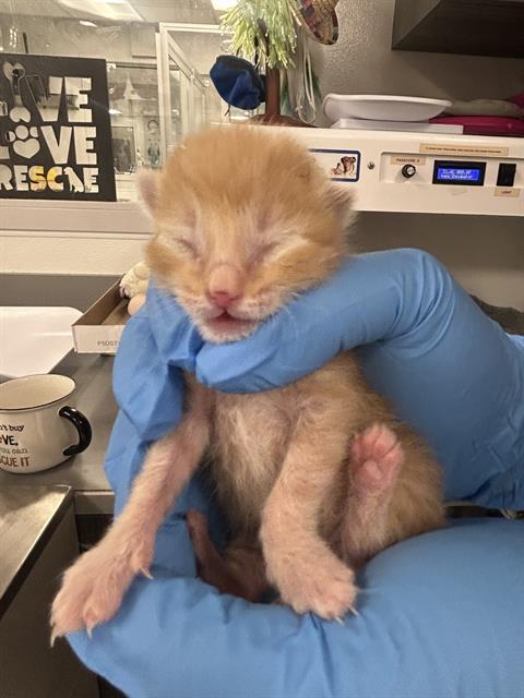 Denji - Male - Domestic SH