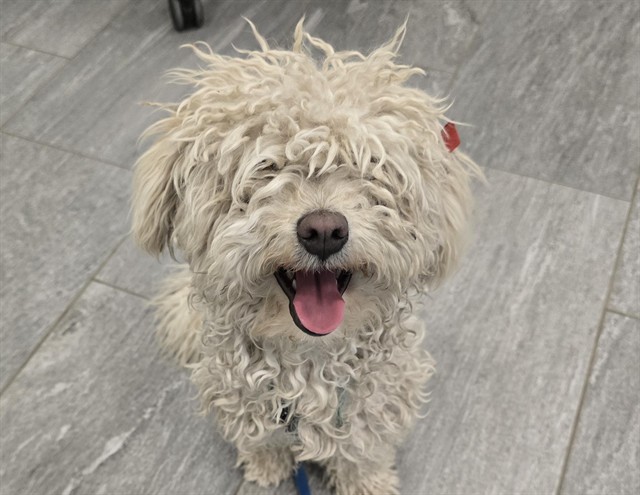  - Female - Toy Poodle