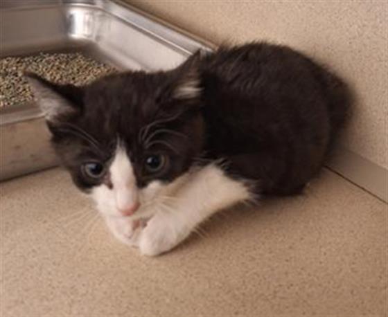 Sugar - Female - Domestic SH