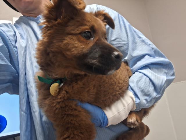 Clover - Female - German Shepherd-Mix