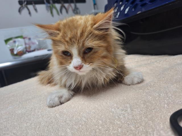  - Male - Domestic LH