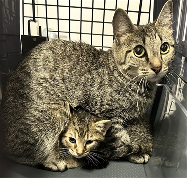  - Female - Domestic SH