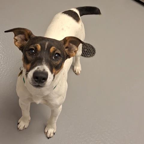  - Female - Jack Russell Terrier
