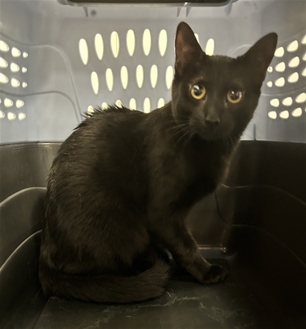  - Female - Domestic SH