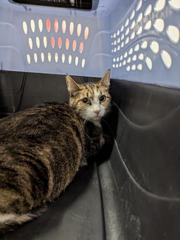  - Female - Domestic SH