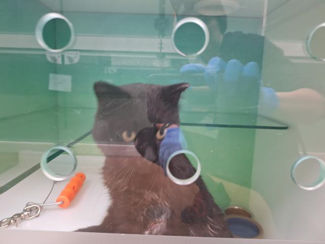  - Male - Domestic SH