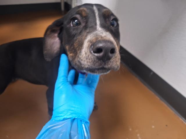 Slinky - Male - Nonspecific