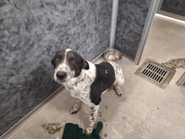  - Male - Border Collie-Catahoula Leopard Hound