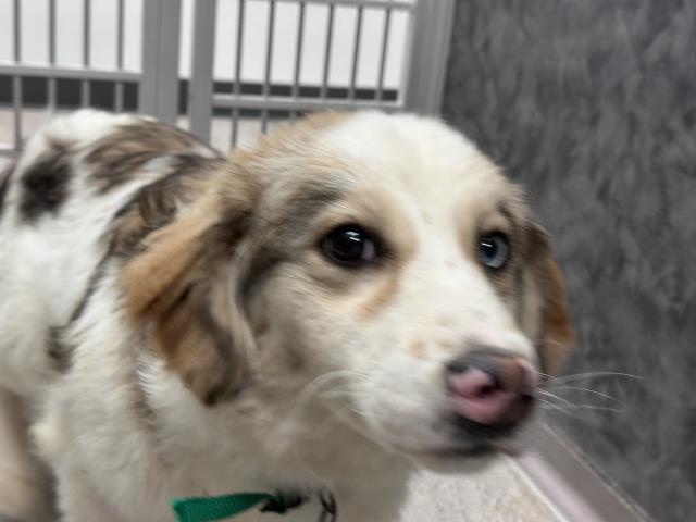  - Female - Great Pyrenees-Australian Shepherd