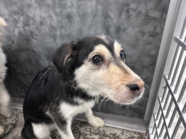  - Male - Great Pyrenees-Australian Shepherd