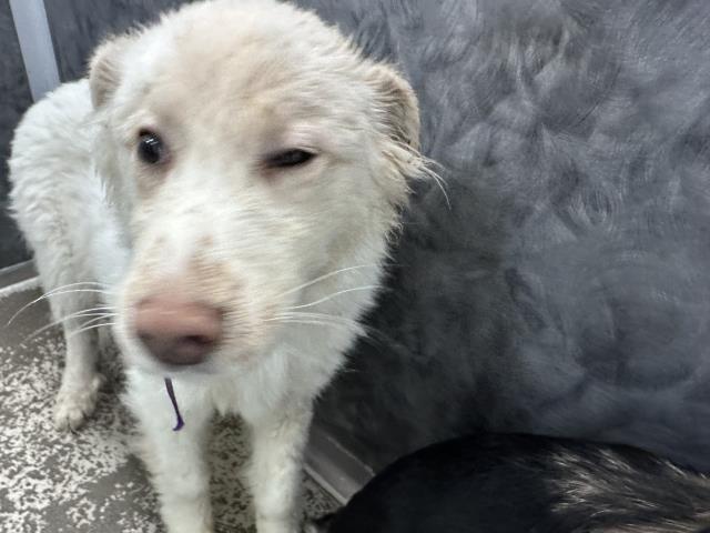  - Male - Great Pyrenees-Australian Shepherd