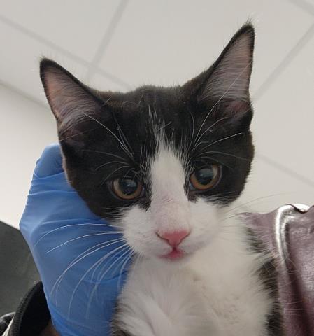  - Female - Domestic SH