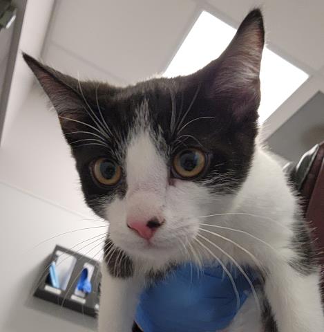  - Male - Domestic SH