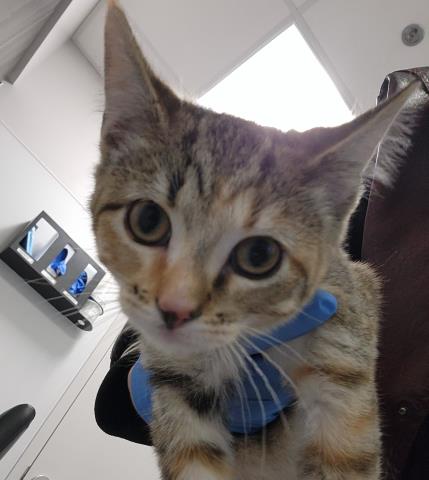  - Female - Domestic SH