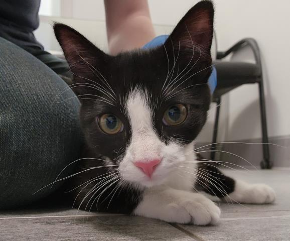  - Female - Domestic SH