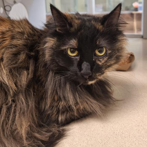 Mango - Female - Domestic SH