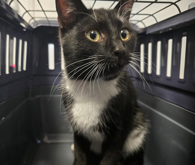  - Female - Domestic SH