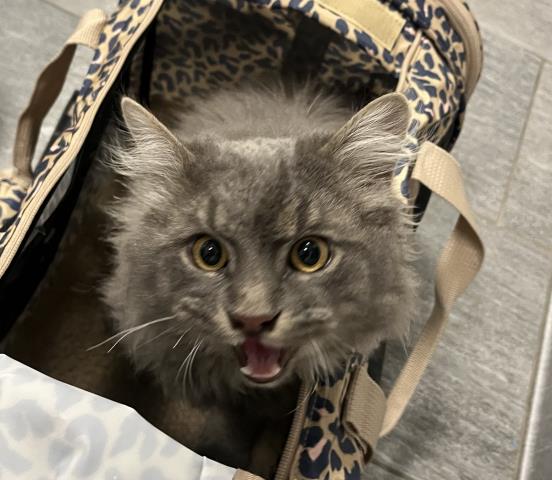  - Male - Domestic LH