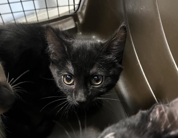  - Male - Domestic SH