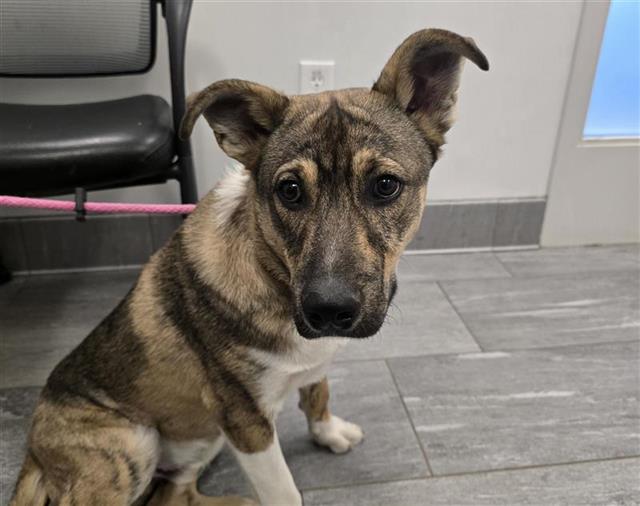  - Male - German Shepherd-Mix