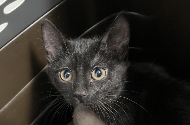  - Female - Domestic SH