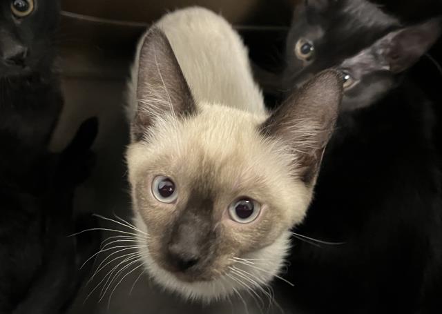  - Male - Domestic SH