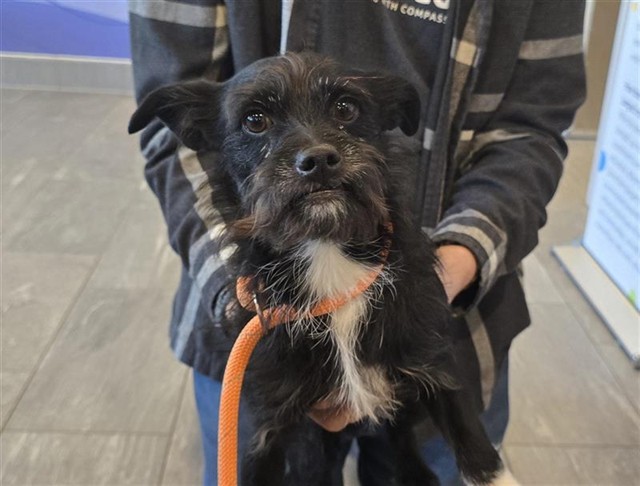 Shadow - Male - Terrier-Mix