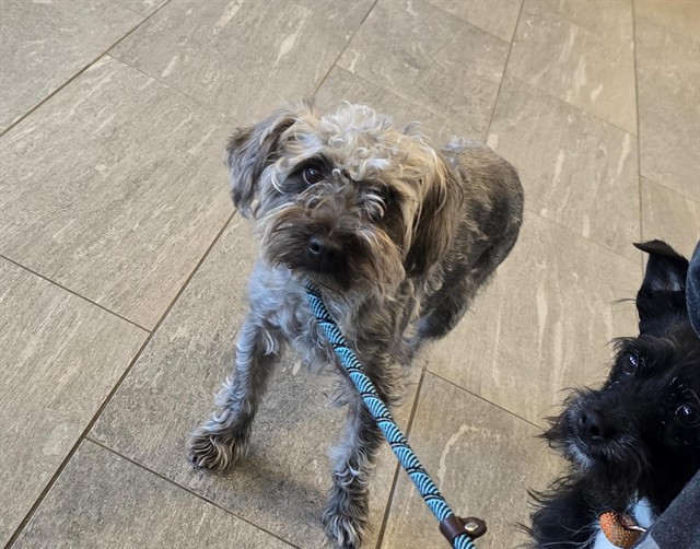 King - Male - Miniature Schnauzer-Mix