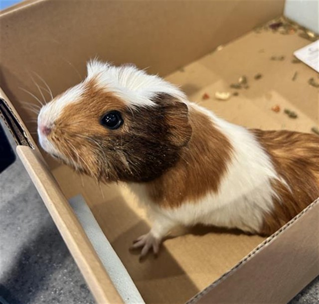  - Female - Guinea Pig