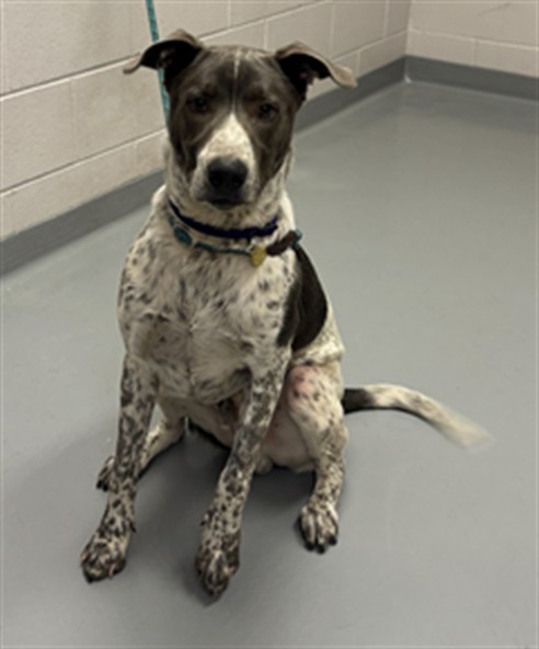 - Male - Pit Bull-Australian Cattle Dog